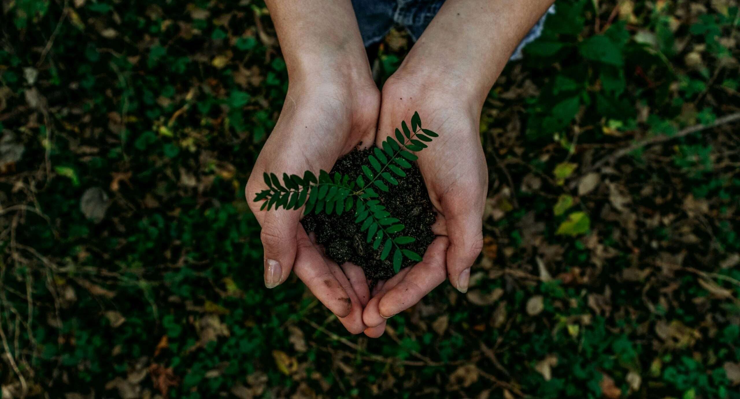 Hand holding growing plant. Sustainability for Australians.