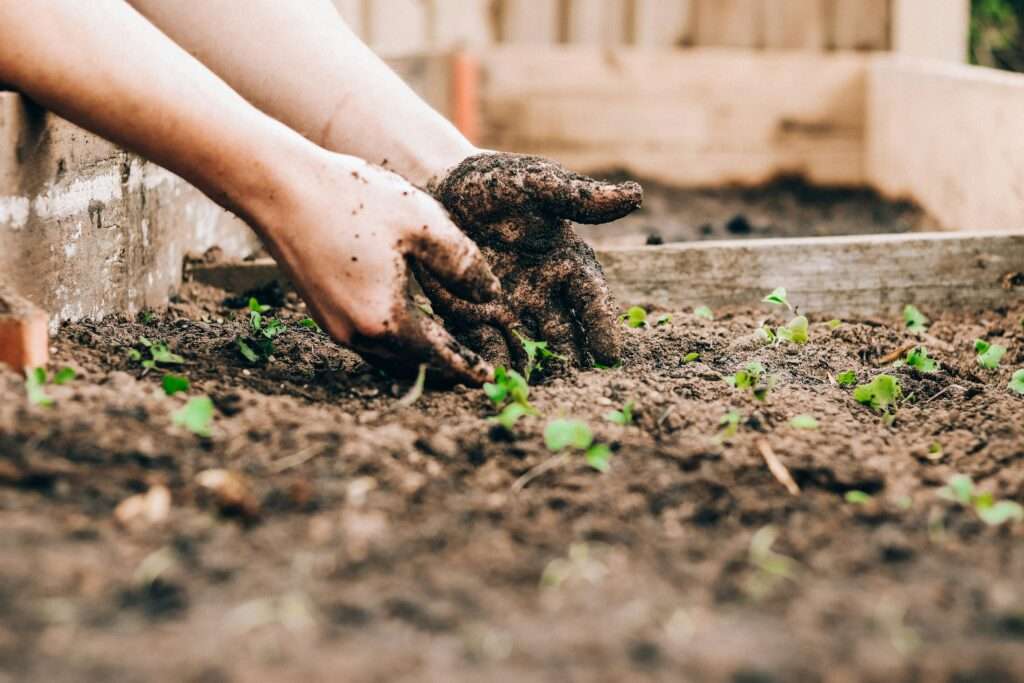 hands in the garden