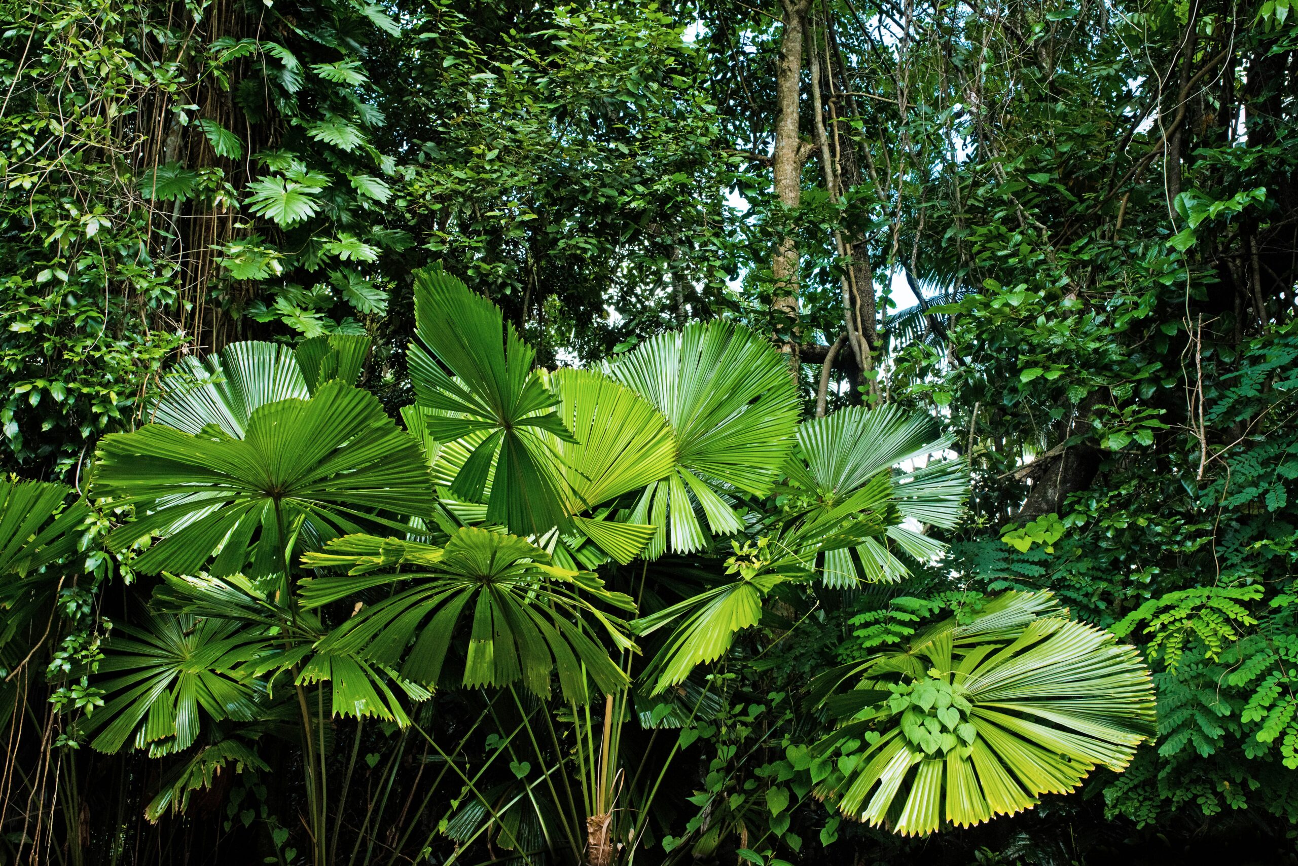 Backyard Biodiversity: Why Your Garden Matters
