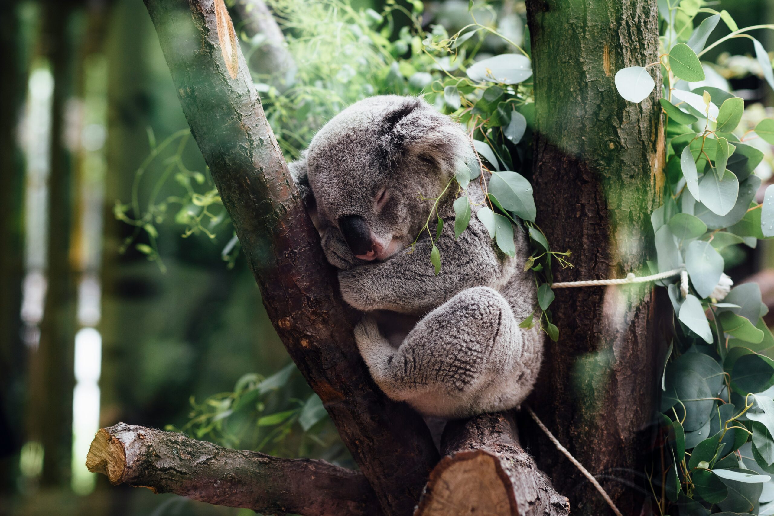 Extinction Crisis in Australia Explained