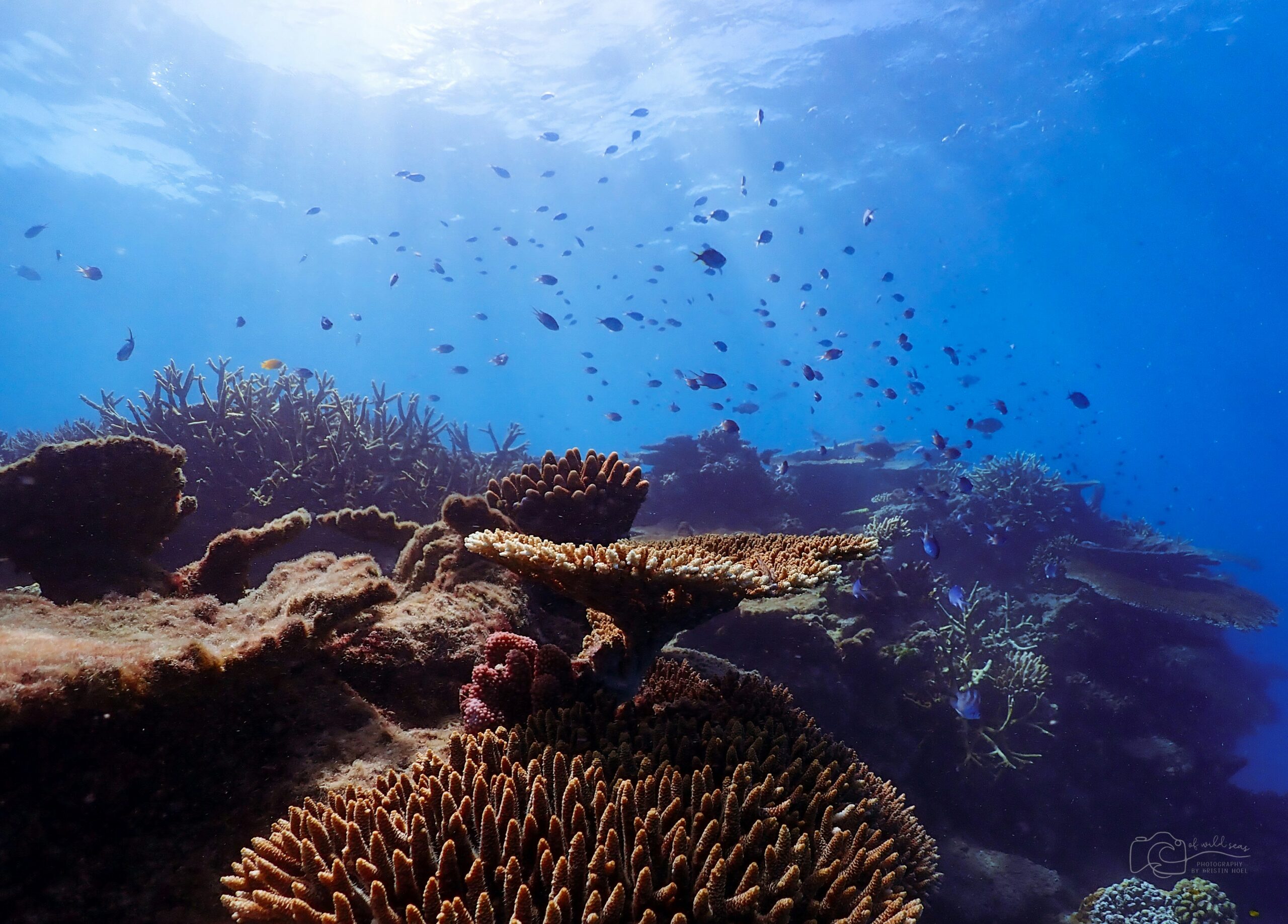 The Battle to Save the Great Barrier Reef