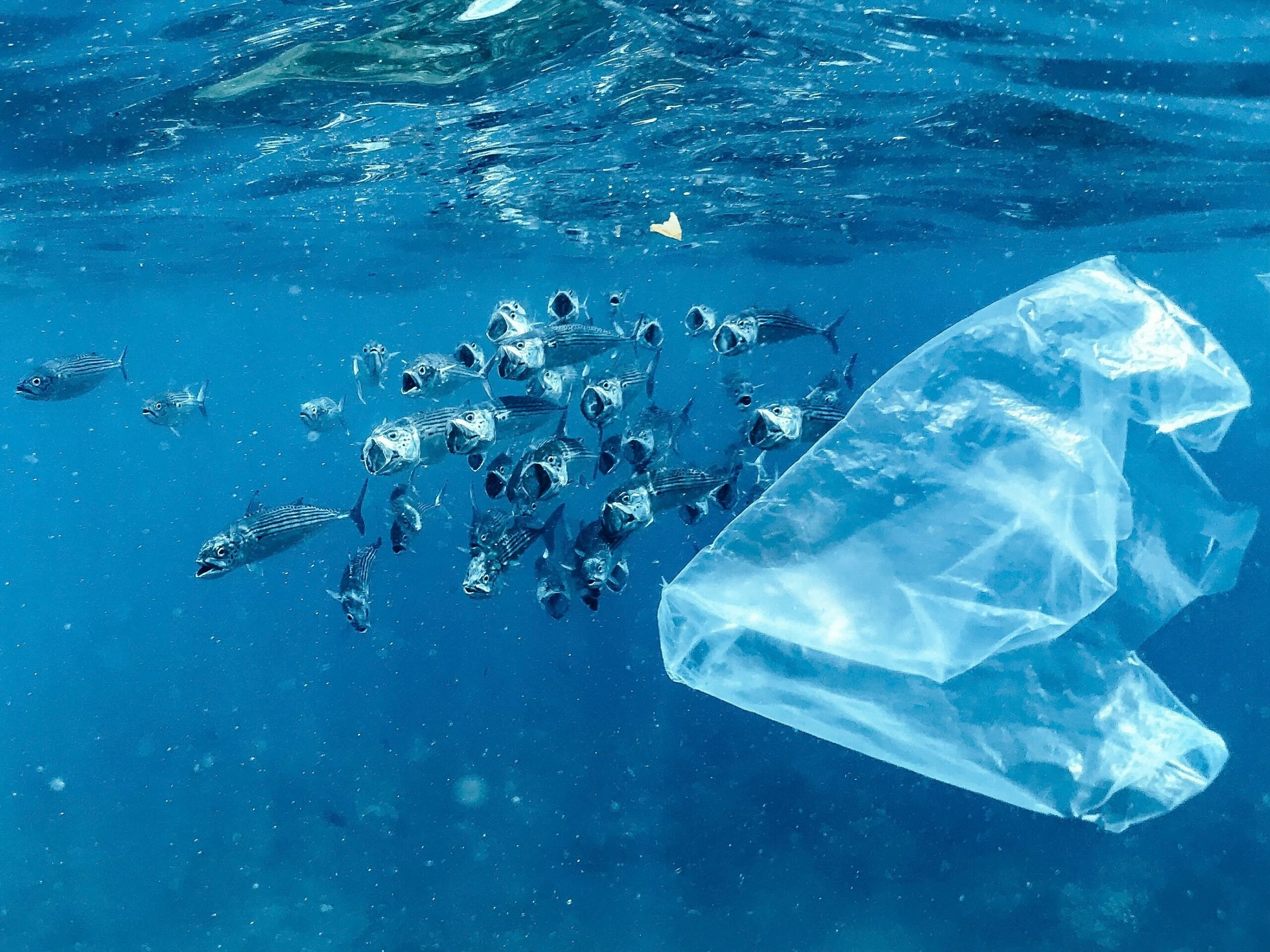 Colouring Pages - Plastic Pollution in Australia